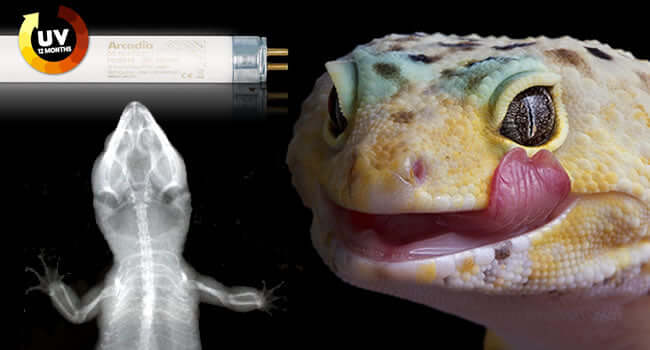 Leopard gecko bulb hotsell