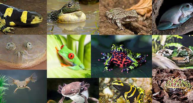 Amphibian Pets: 12 Awesome Species to Add to Your Collection