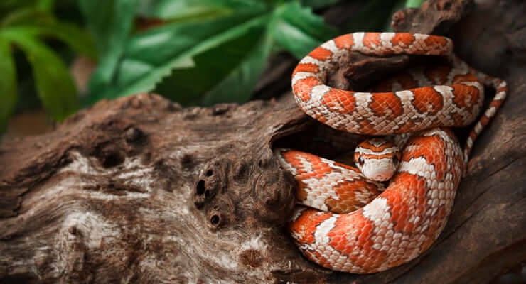 5 Popular Corn Snake Morphs