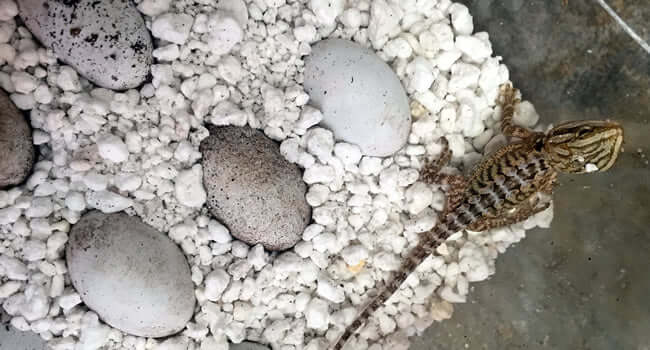 How To Incubate Bearded Dragon Eggs the Easy Way