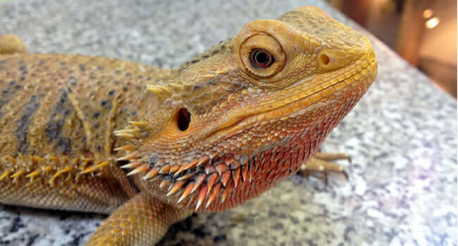 are bearded dragons good pets