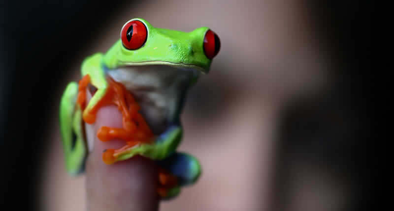 Best Beginner-Friendly Pet Frogs - Top 5 Picks