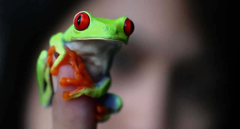 10 Best Pet Frogs for Beginners