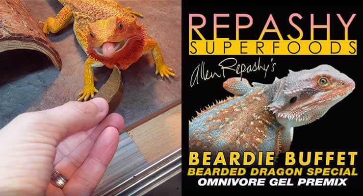 Repashy Beardie Buffet Review