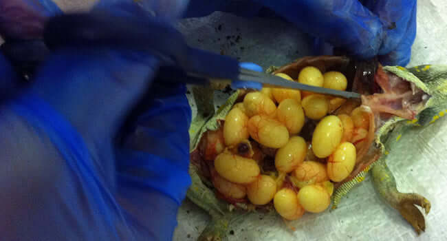 Babies Hatch After Egg Bound Chameleon Mother Dies