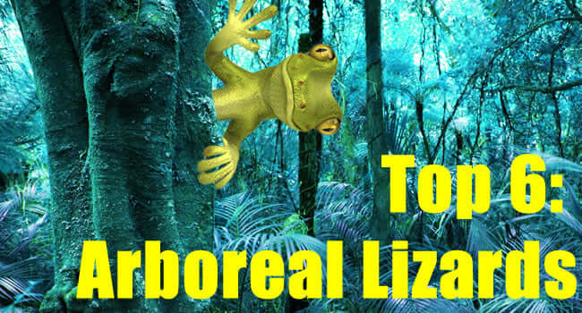 arboreal lizards