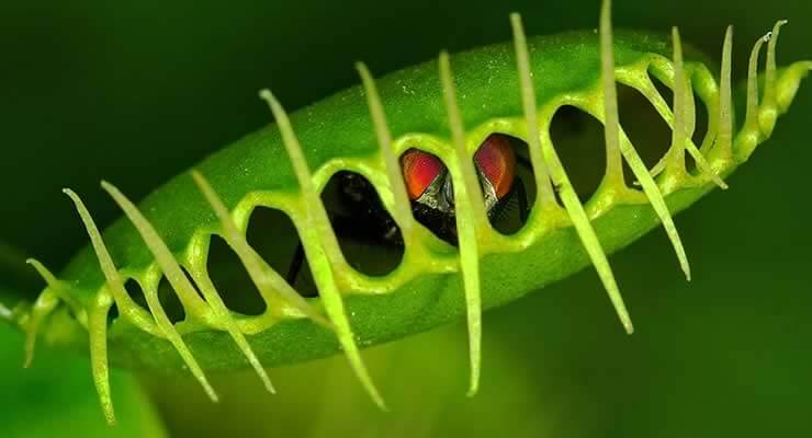 A Brief Introduction to Commonly Kept Carnivorous Plants