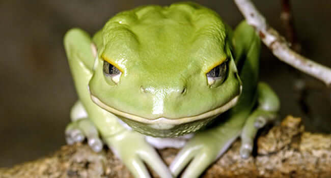 Waxy Monkey Tree Frogs in Captivity