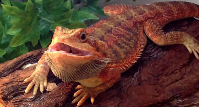 5 Great Alternatives to Bearded Dragons