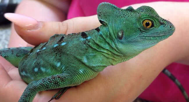 10 Big Lizard Pets