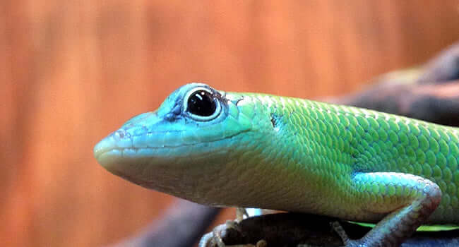 Green Tree Skinks In-store! [VIDEO]