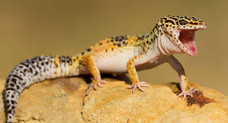 How to Care for a Leopard Gecko: 5 Easy Tips for Enclosures, Diet & More