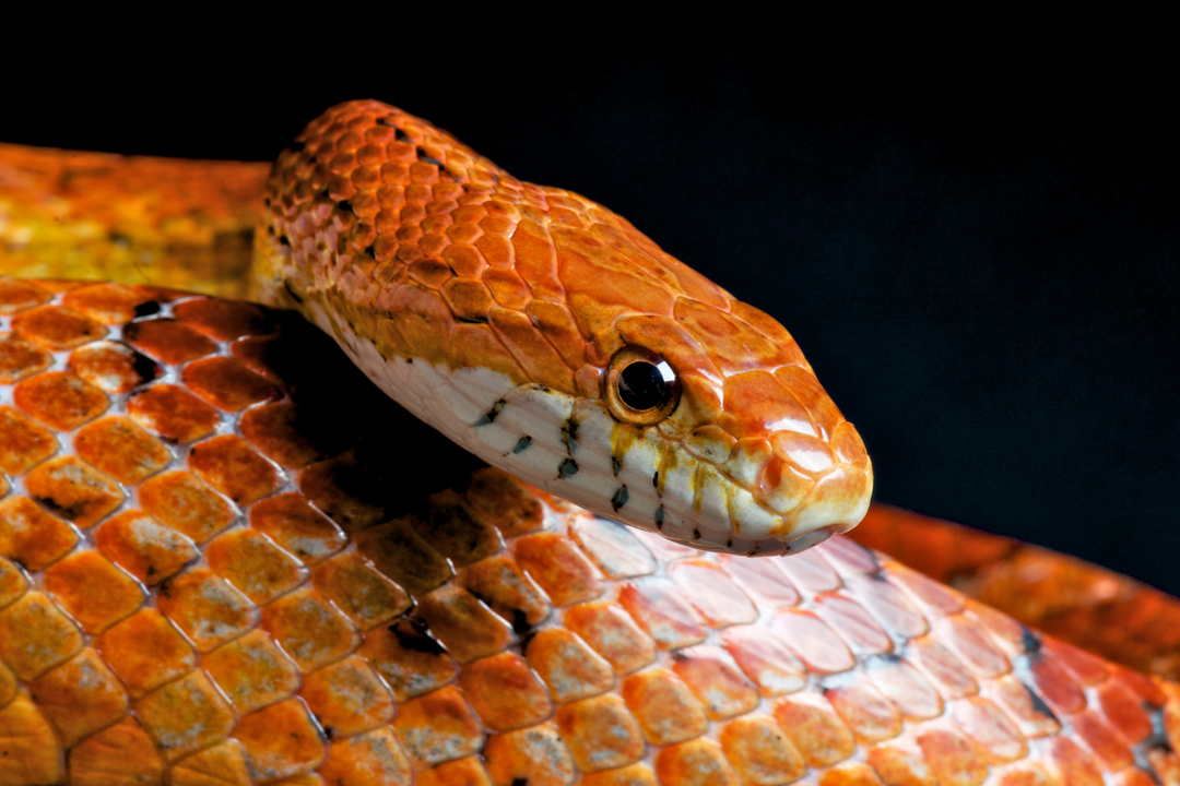 corn snake enclosure ideas