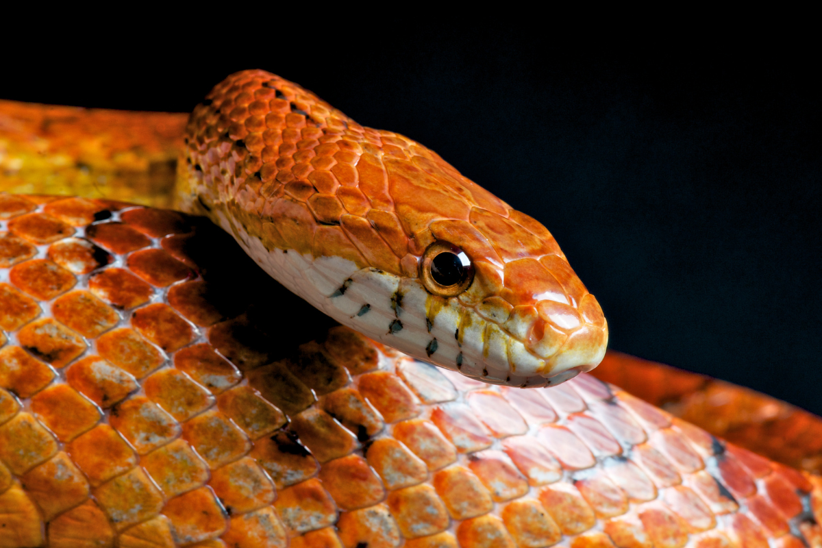 Corn Snake Enclosure Ideas: 6 Fun & Safe Habitat Hacks