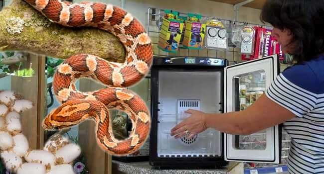 How to Incubate Corn Snake Eggs!