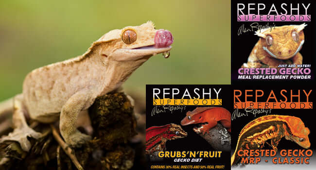 How to Make Repashy Crested Gecko Diet