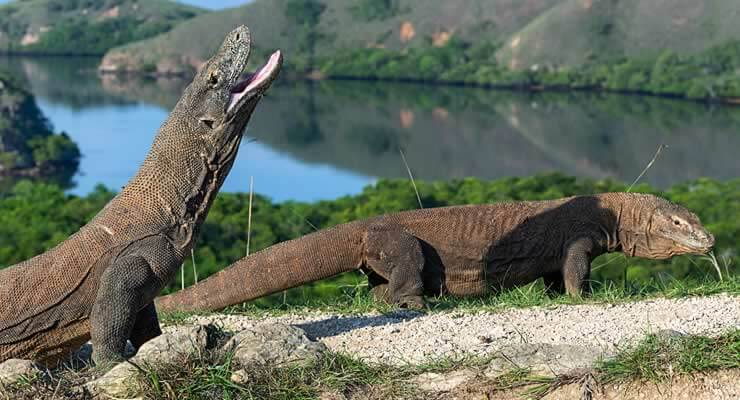 The Largest Reptiles in The World!