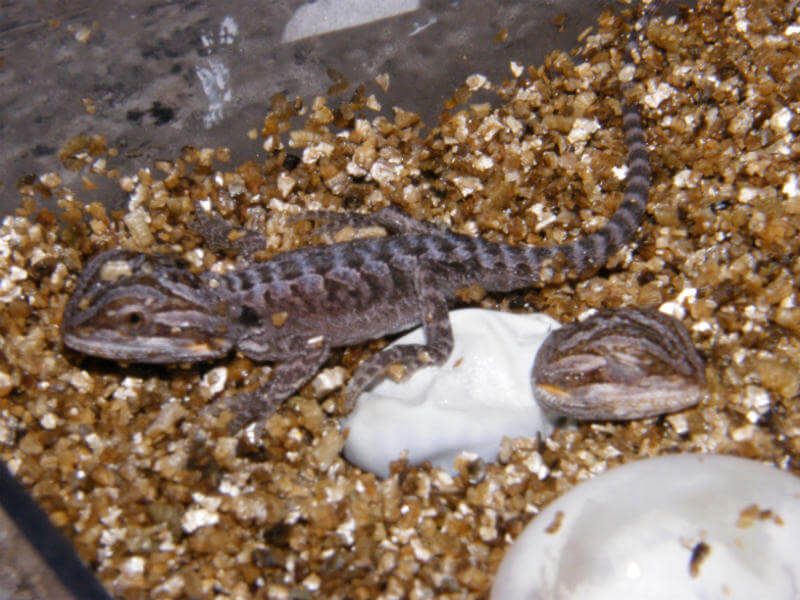 Baby German Giant Bearded Dragons