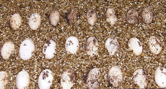 More Bearded Dragon Eggs!