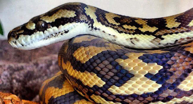 7 Good Snake Pets: Top Picks for New and Experienced Reptile Lovers