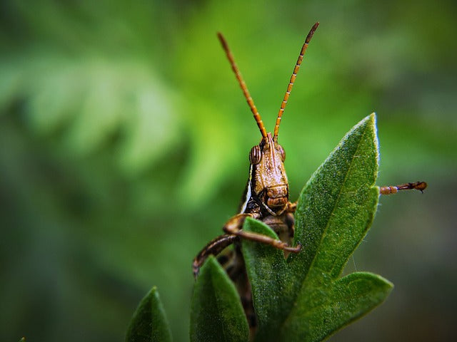 How to Keep Locusts Alive: 5 Essential Things to Consider for Survival