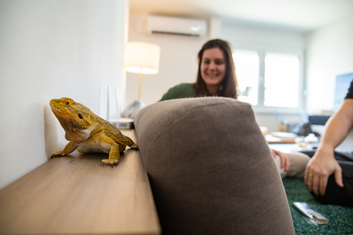 Pet Reptile Populations in the UK: Trends and Insights