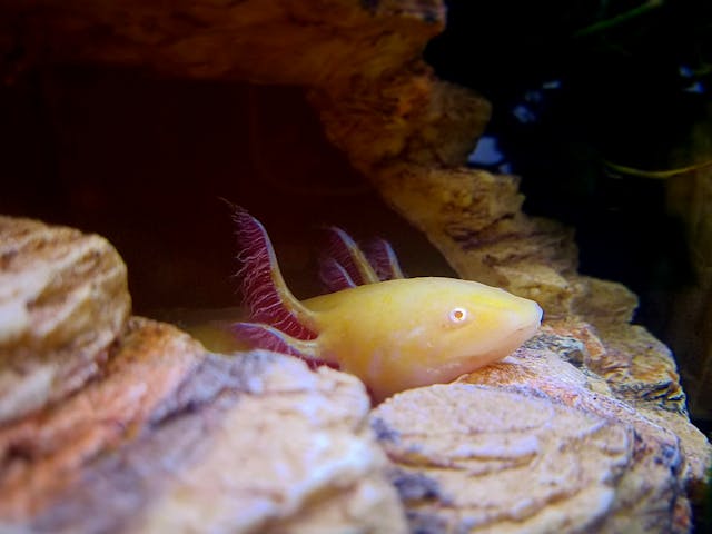 caring for an axolotl