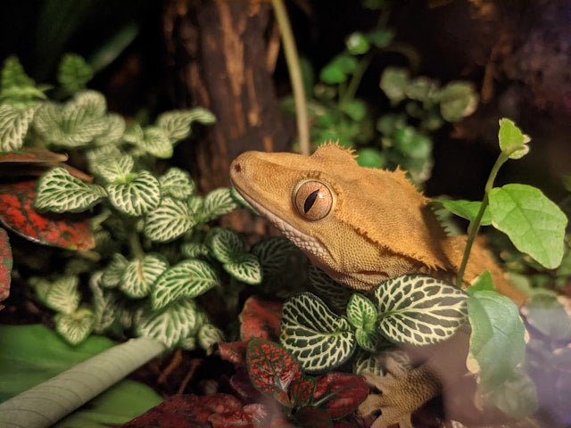 Best Reptile-Safe Plants: 10 Top Choices for a Healthy Habitat