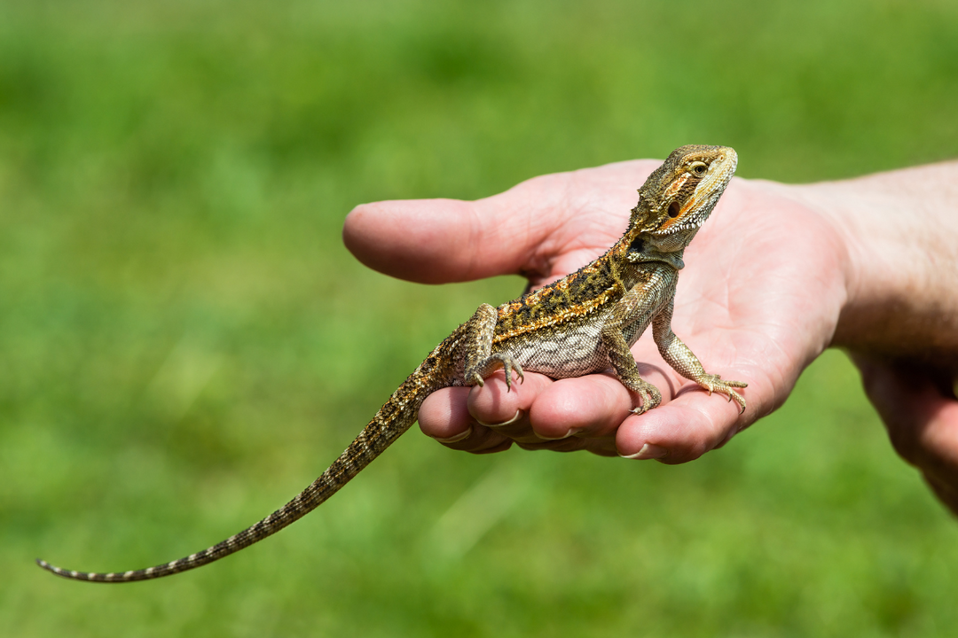 what reptiles make good pets