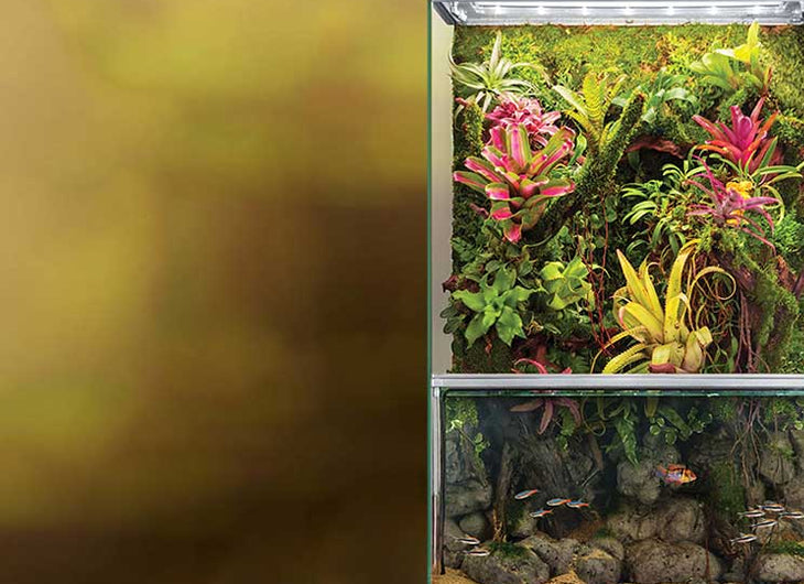 paludarium tank for sale