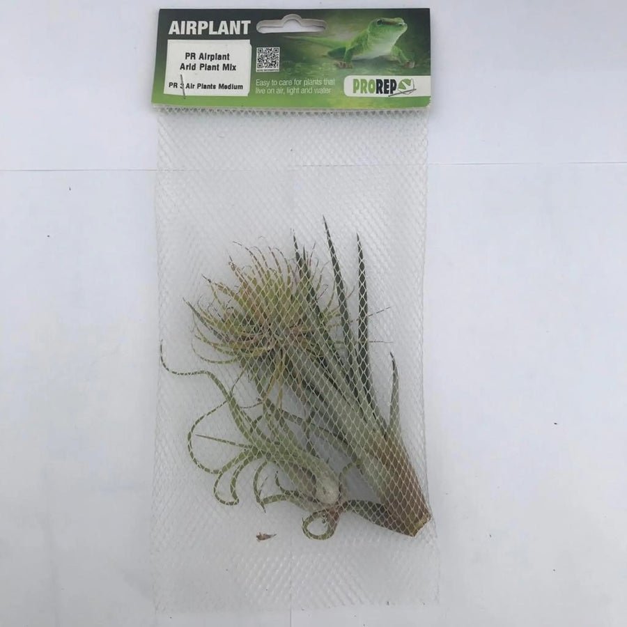 Airplant Arid Plant Mix - 3 Assorted Plants Live