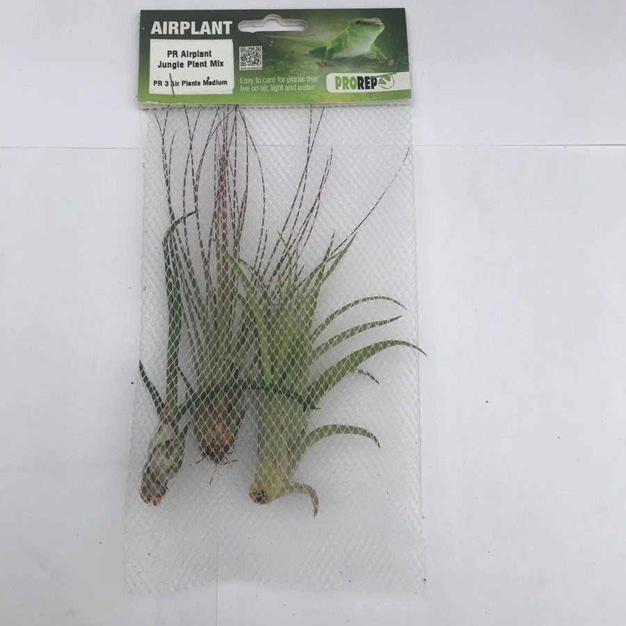 Airplant Jungle Plant Mix - 3 Assorted Plants Live