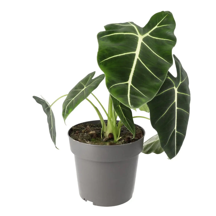 Alocasia 'Frydek' (Alocasia micholitziana)