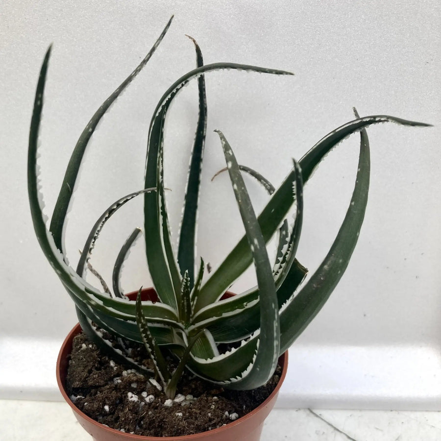 Aloe Maido Live Plants