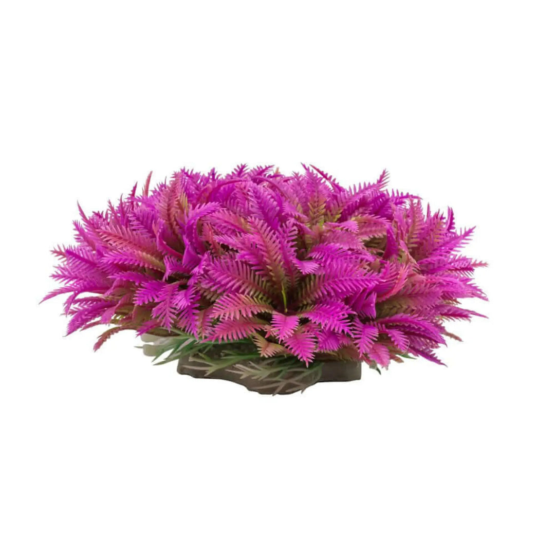 Buy AquaSpectra Myriophyllum Purple 14cm (1DA248) Online at £2.39 from Reptile Centre