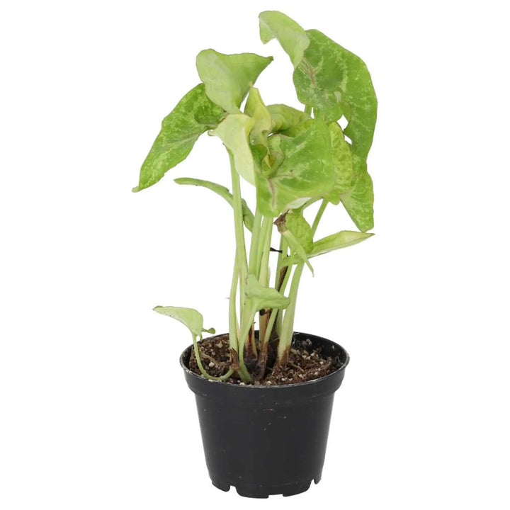 Arrowhead Vine ’Arrow’ Live Plants