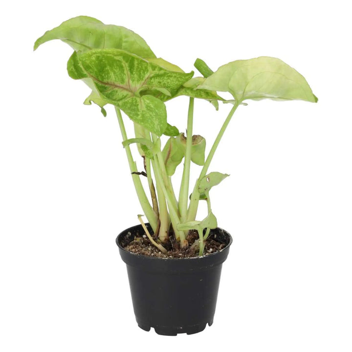 Arrowhead Vine ’Arrow’ Live Plants