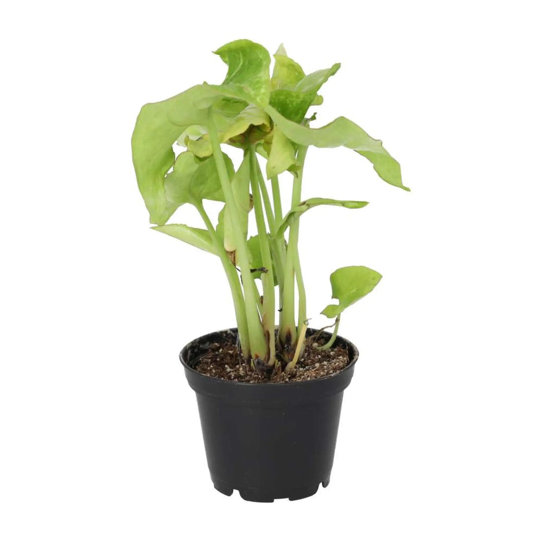 Arrowhead Vine ’Arrow’ Live Plants