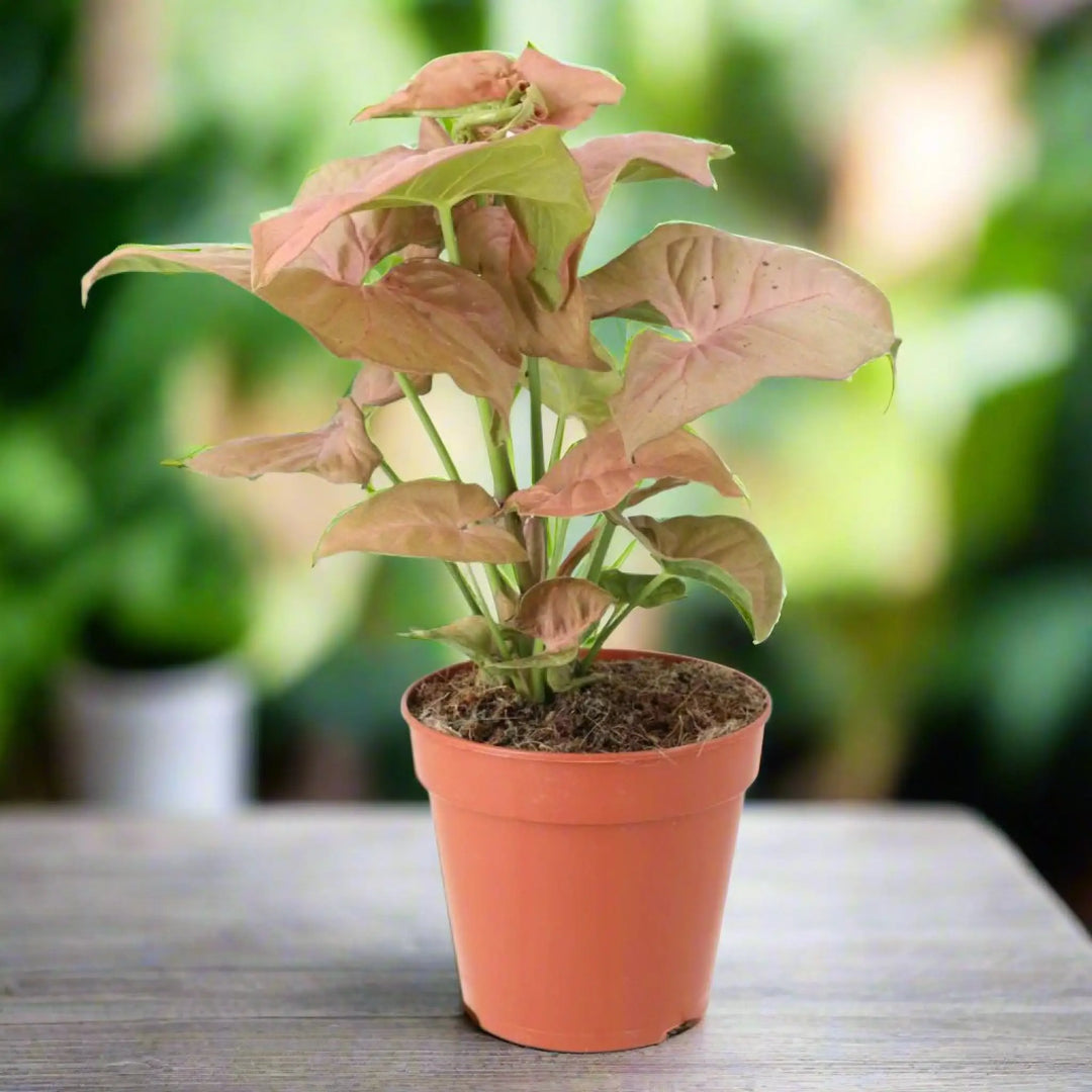 Arrowhead Vine ’Pink’ (Syngonium ’Pink’) Live Plants