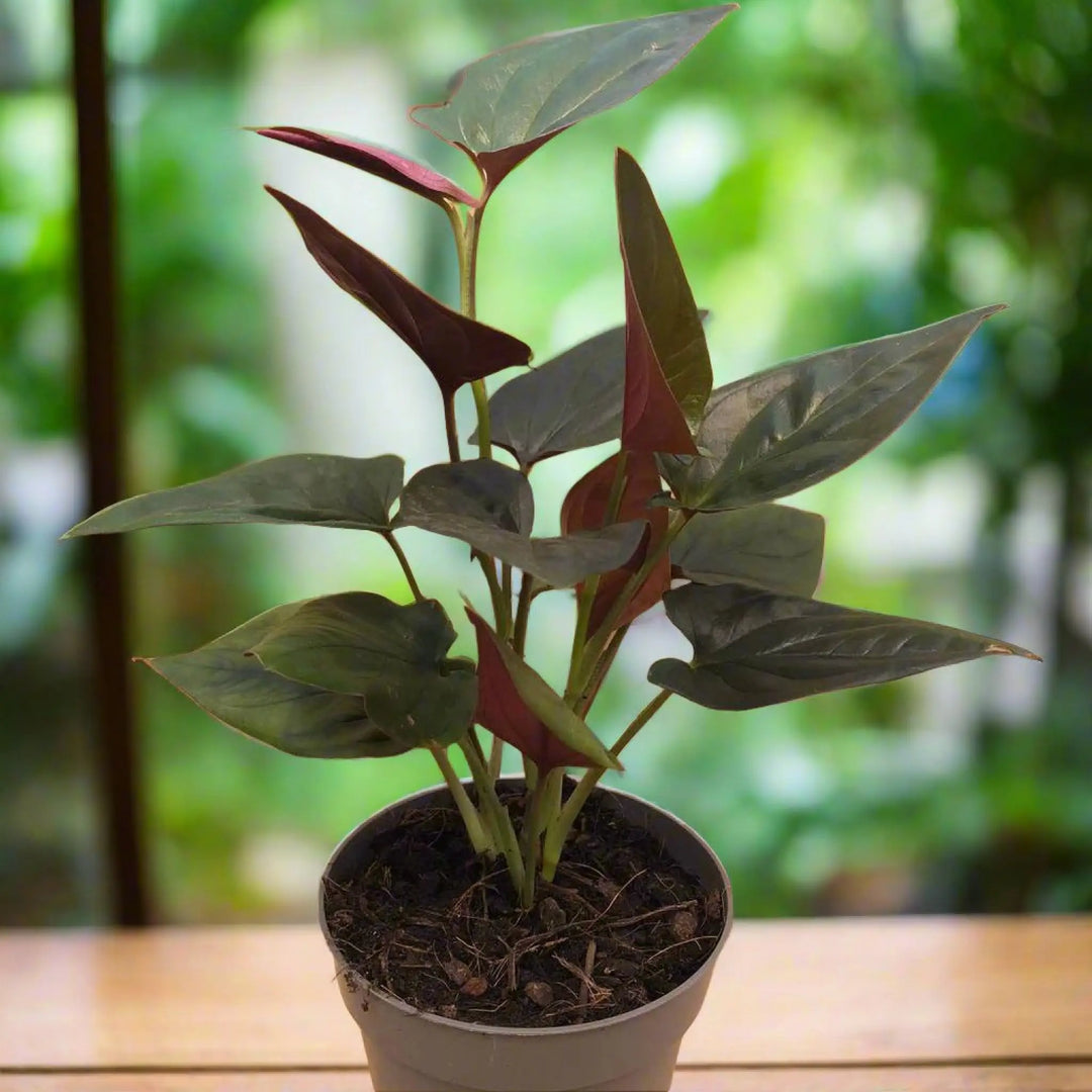 Arrowhead Vine ’Red Arrow’ (Syngonium Arrow’) Live Plants