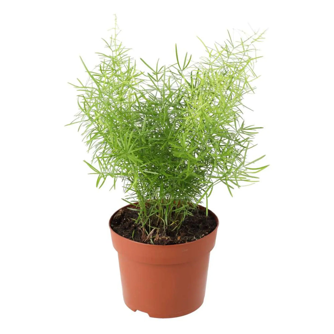 Asparagus Fern (Asparagus Densiflorus ’Sprengeri’) Live Plants