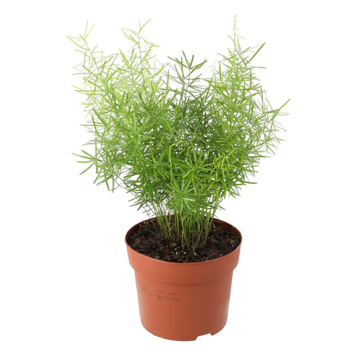 Asparagus Fern (Asparagus Densiflorus ’Sprengeri’) Live Plants