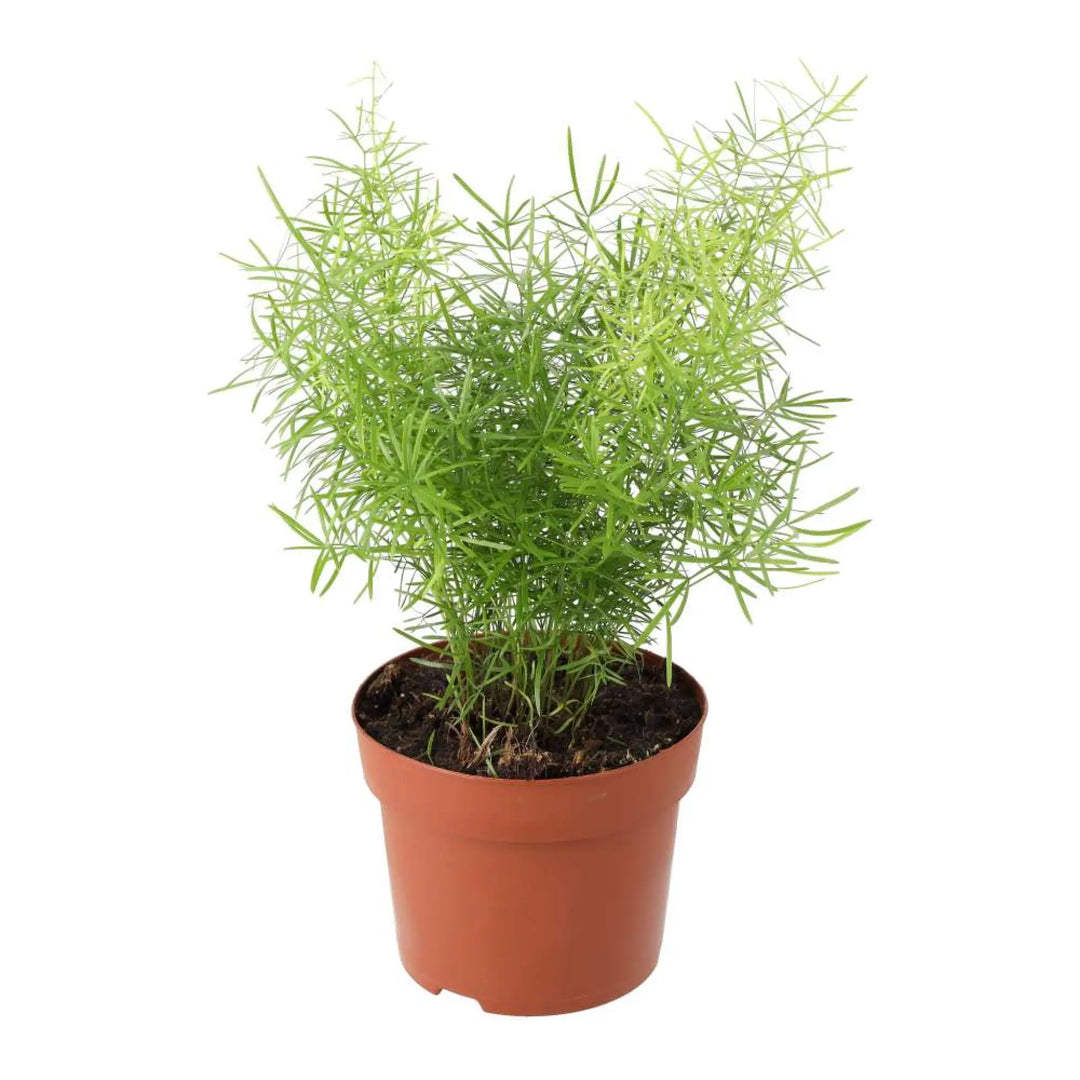 Asparagus Fern (Asparagus densiflorus 'Sprengeri')