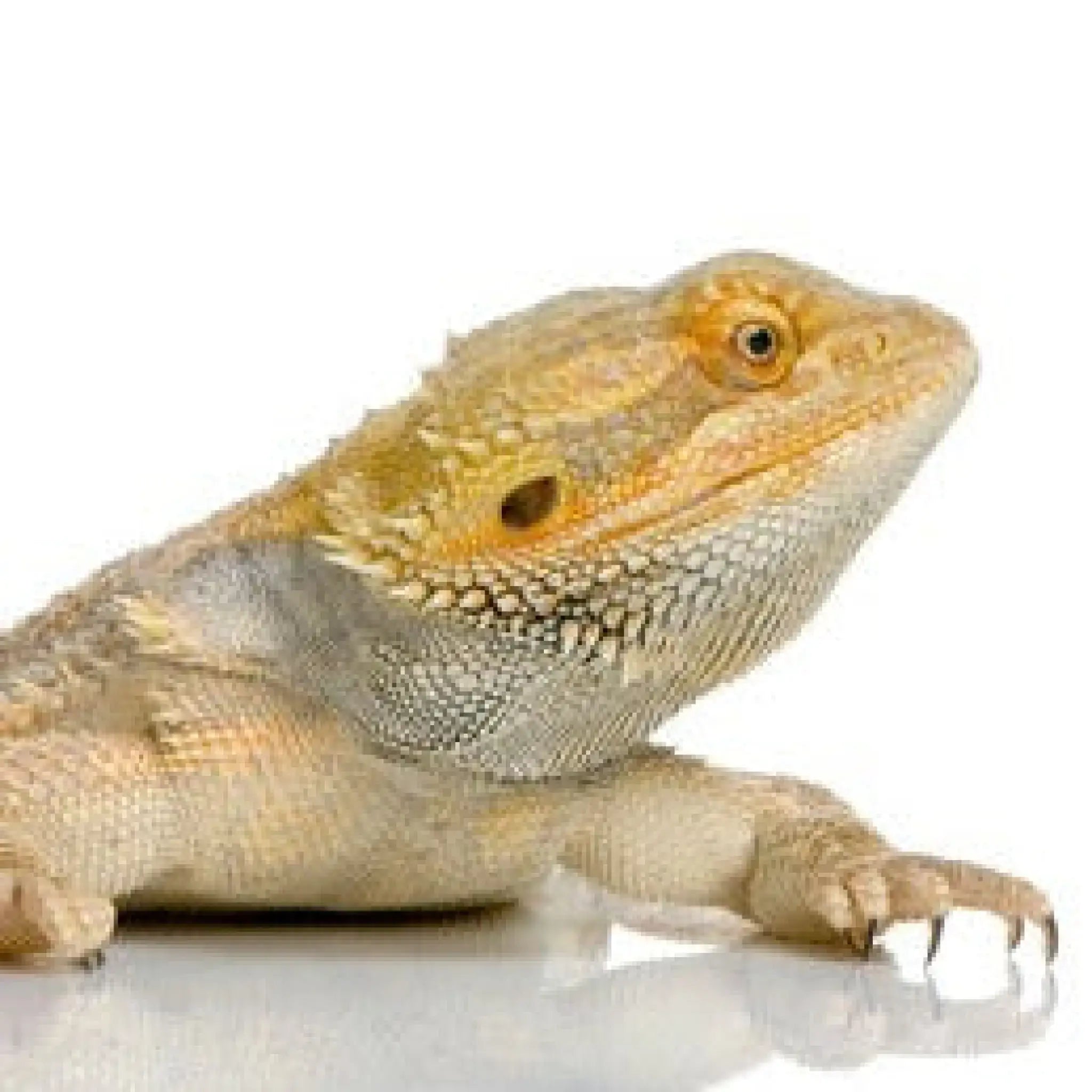 Buy Bearded Dragon Setup Online