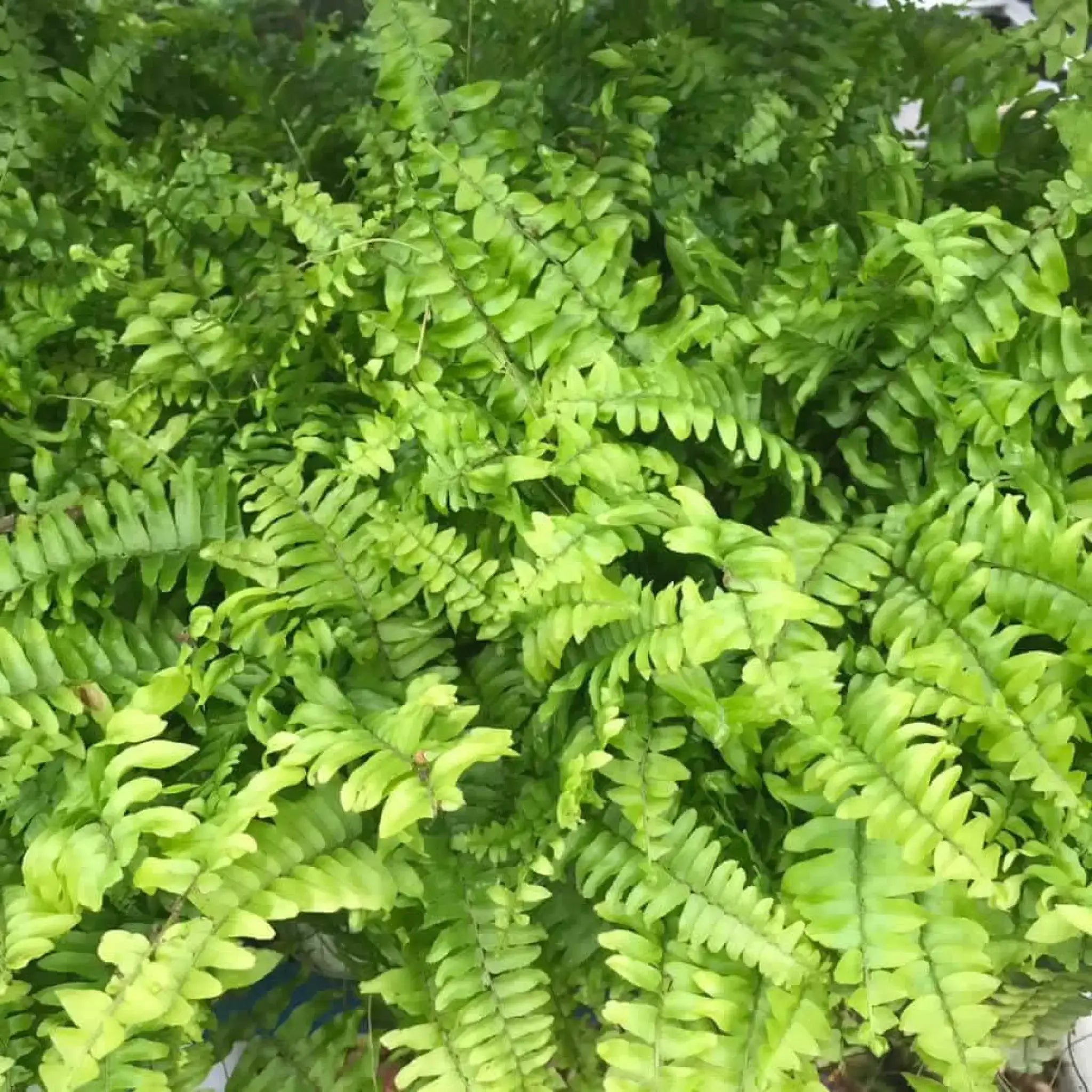 Buy Boston Fern (Nephrolepis exaltata) Online at £7.99