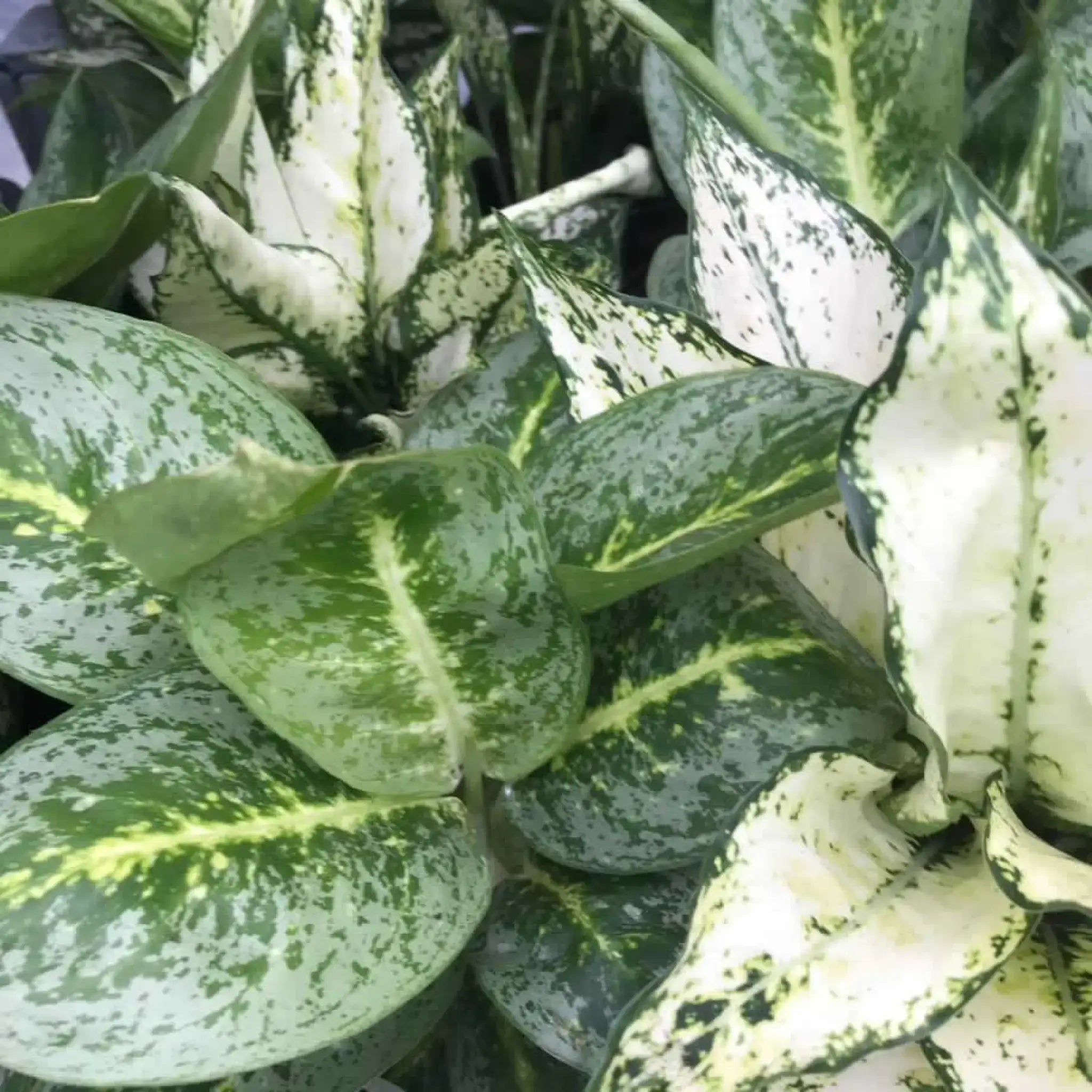 Buy Chinese Evergreen (Aglaonema sp.) Online at £12.39