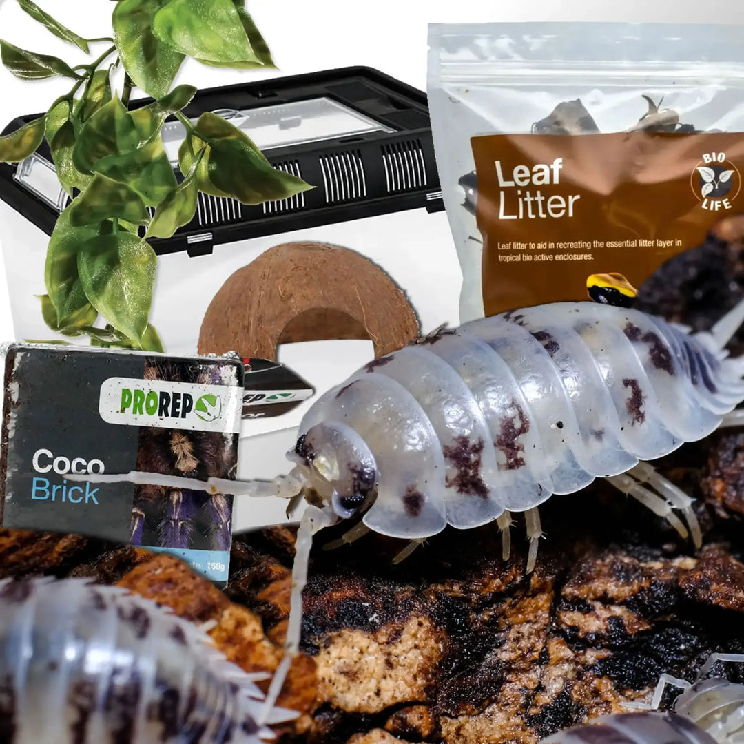 Dairy Cow Isopods Complete Kit Live Animals