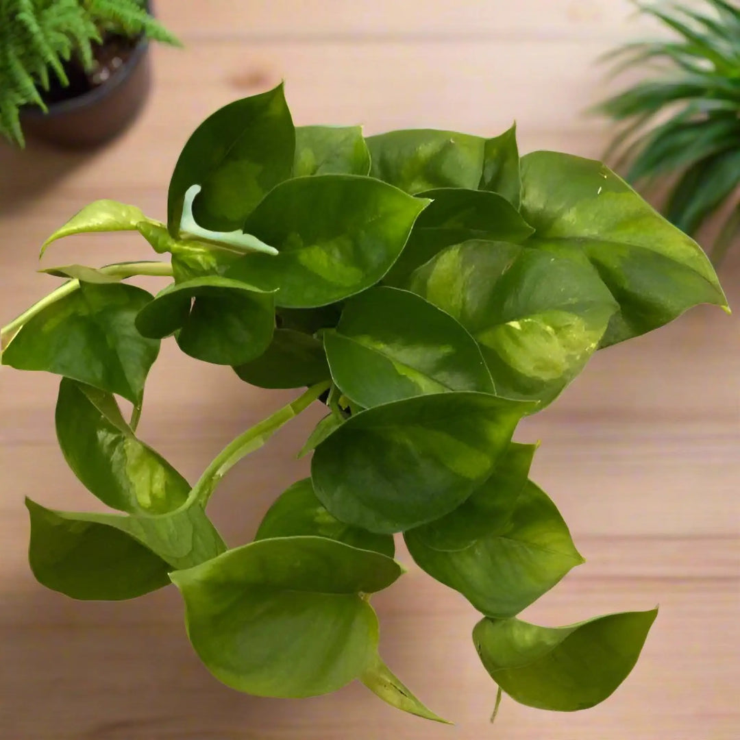 Devil’s Ivy ’Global Green’ (E.aureum Green’) Live Plants