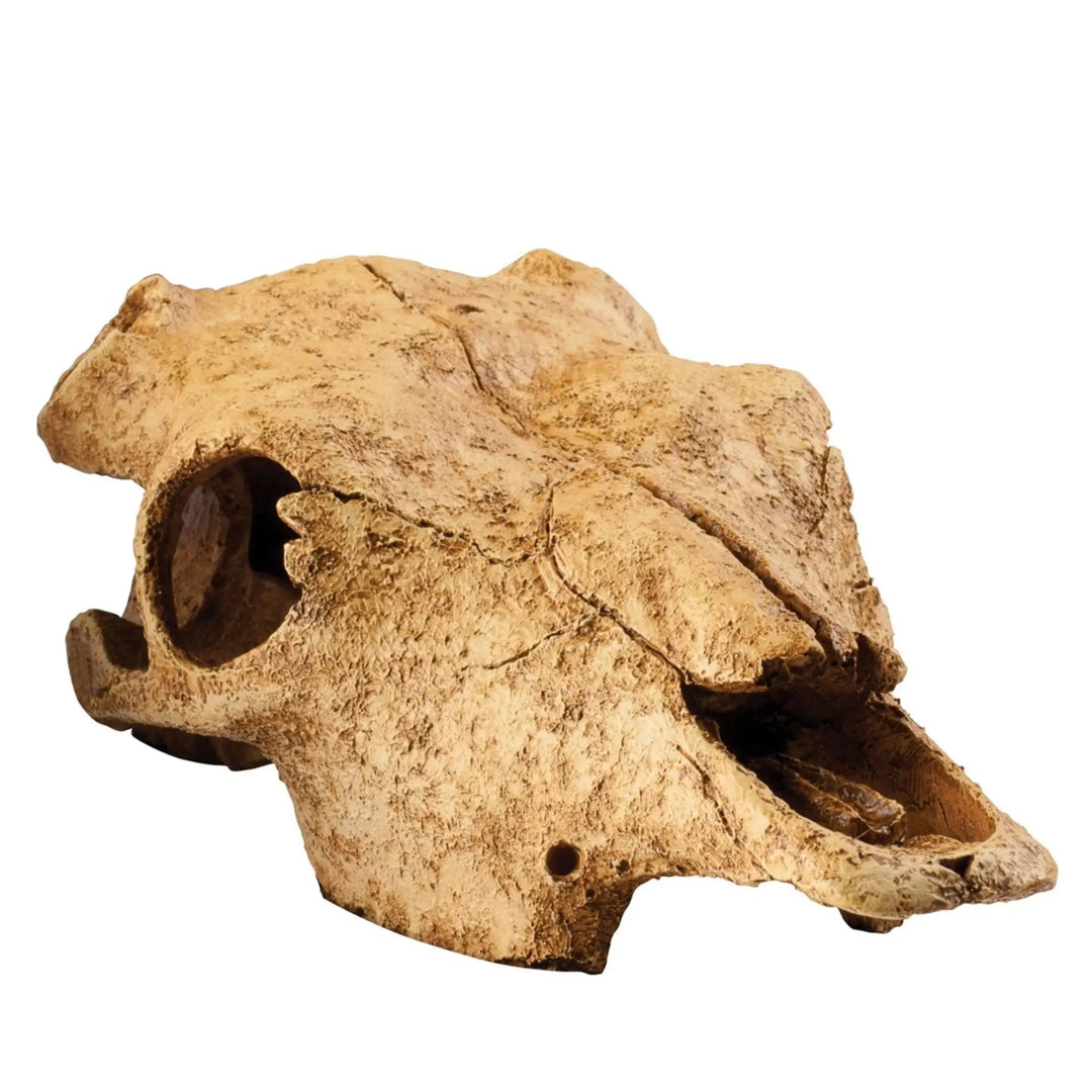 Exo Terra Buffalo Skull Decor