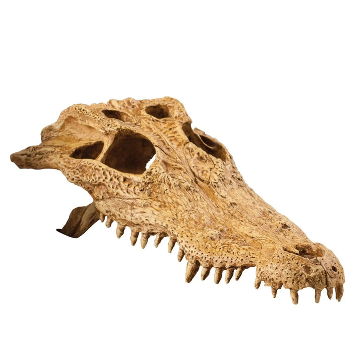 Exo Terra Crocodile Skull Decor